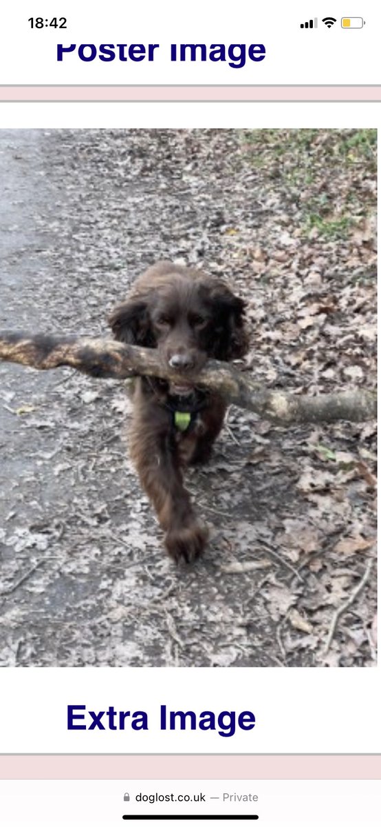 rosieDoc2's tweet photo. #SpanielHour 

DAISY older adult #cocker 
MISSING #GROESFFORDD #BRECON #LD3 🏴󠁧󠁢󠁷󠁬󠁳󠁿 18/6/23 

CHIPPED&amp;SPAYED/Red Harness 
Brown/white chest/slight white beard 
SPAY SCAR 

https://t.co/hgpdVvAiaN

@CaravanConwy @BreconLabour @missingdogwales @juliagarland73 @CarolPoyerPeett @gelert01 https://t.co/5NtzpUEe2M