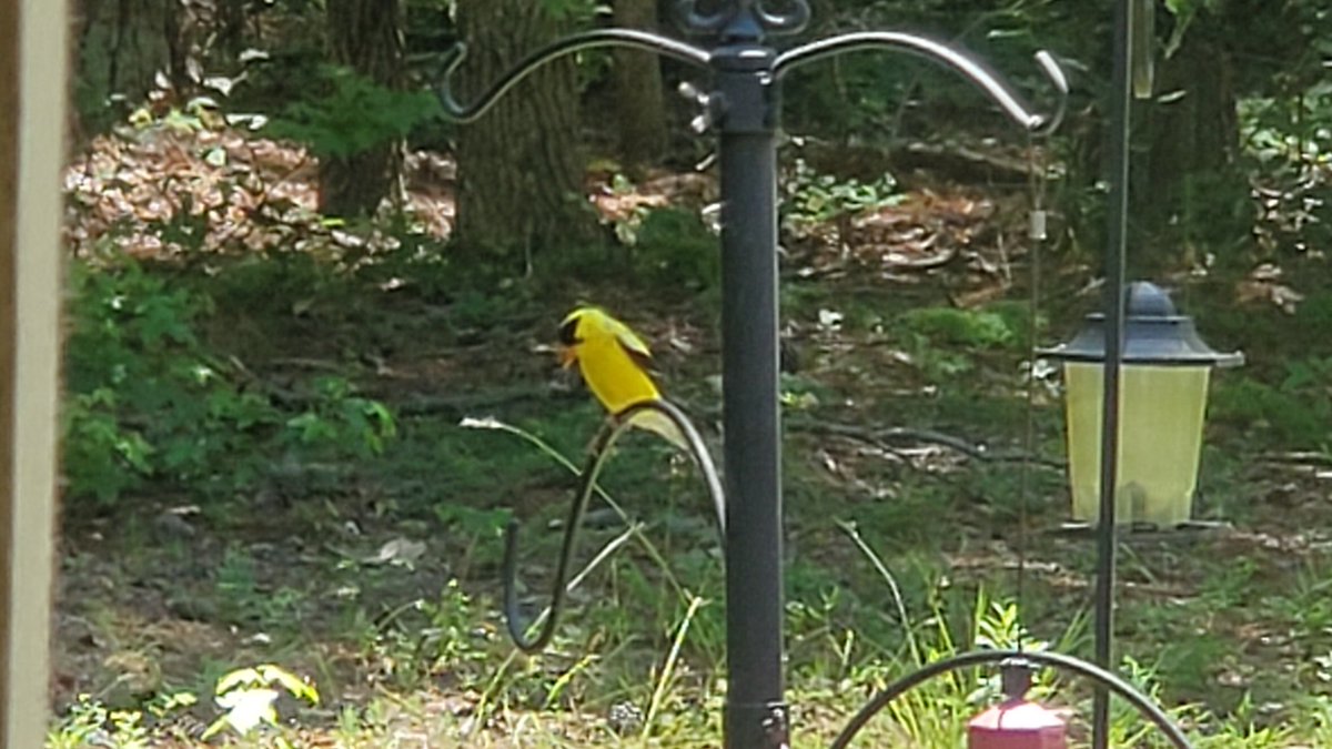 KymReid68's tweet photo. I spotted my first Goldfinch of the year today!
#birds #birdwatching  #birding #BirdsSeenIn2023 #Georgia https://t.co/AZqeUFPZNA