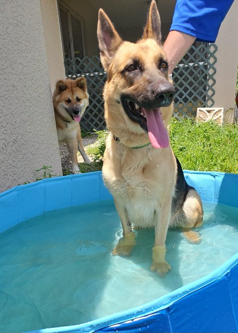 Bought some pools cause it be hot as fuck out https://t.co/lSNpdPzPFw<a href="/tag/manyvids"class="tags"><span>#manyvids</span></a>