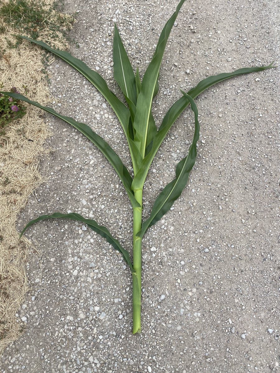 Steve Hettinger tweet media