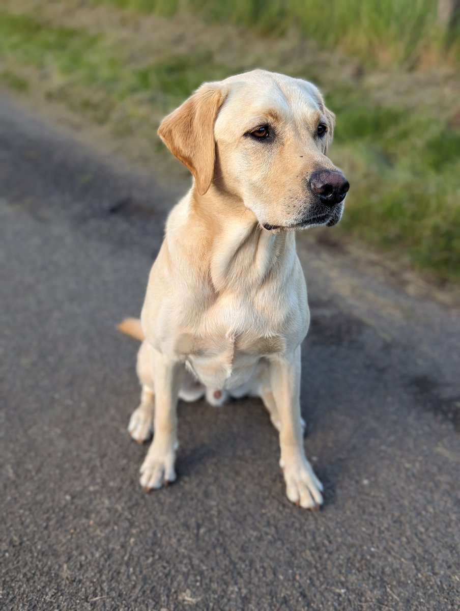 Albert and Bera 🐶🐕 Bert's Legacy 🌈 ❤️ tweet media