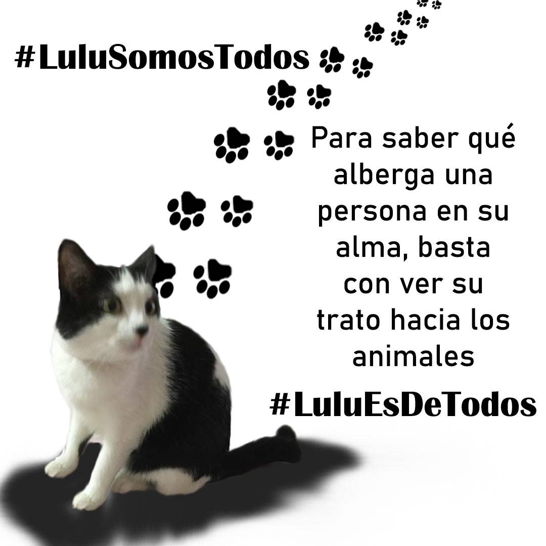 Gracilaria235's tweet photo. #28Jun JUSTICIA PARA #Lulu  la gatita que la empresa #MascotasEstelares y #CarolinaCorona , #Isolina y la veterinaria #CarmenSanchez  entre todas se confabularon para escaparla en #SafariCarabobo  donde Isolina se siente protegida. #LuluEsDeTodos #DevuélvanALulu #Seguimos https://t.co/mJHtnMS3d8