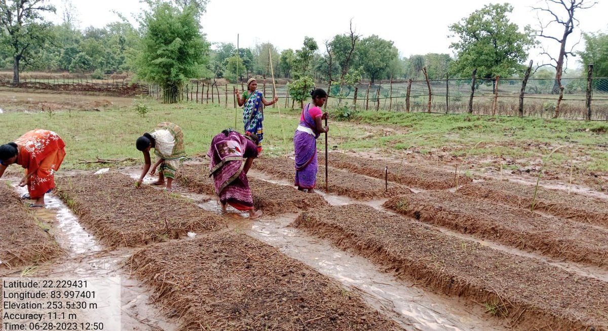 ForestDeptt's tweet image. Preparation of Tunnel nursery bed for vegetable cultivation by the women members of Beheradihi VSS of Ujalpur FMU. 21 VSS members of Beheradihi VSS involved in the activity. #OFSDP @CMO_Odisha @satyabrata1967 @pccfodisha