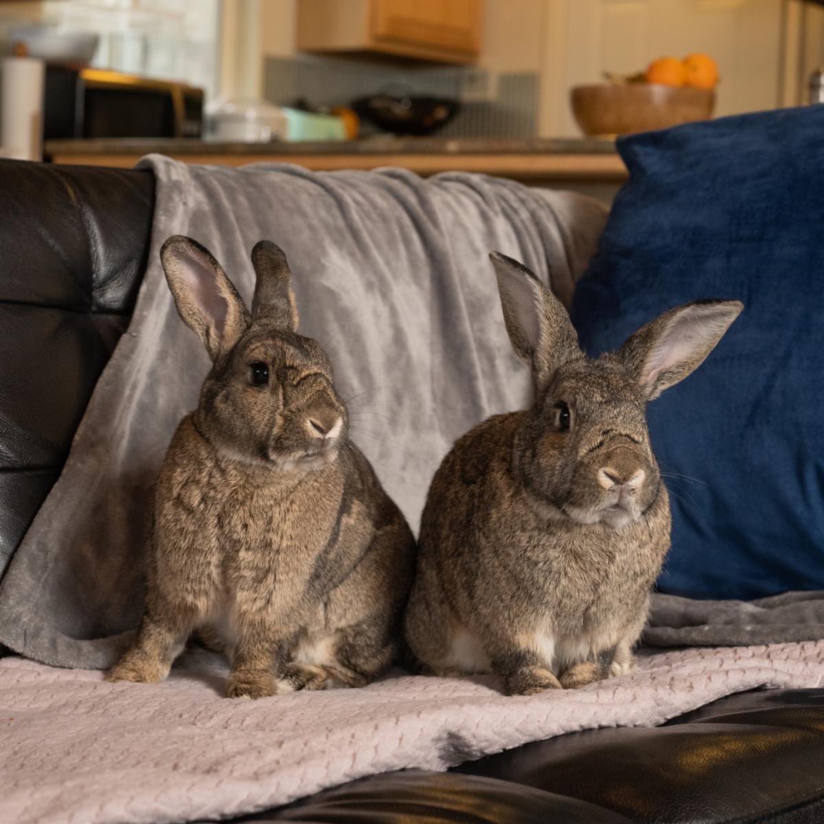 HouseRabbit's tweet photo. ✅ Check out our free weekly Zoom classes! 

Whether you're looking to adopt and have general questions about rabbit care, or you just need a little extra bonding support, we have the virtual class for you. 💻🐇

Sign up now: https://t.co/quG2OZeYDX https://t.co/1ruyhl1Vvp