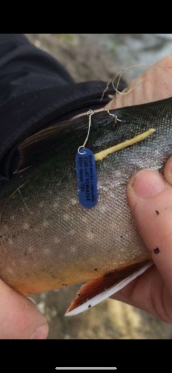 This Arctic charr was acoustically and carlin tagged as 33 cm long  in northern Norway October 2016, recaptured October 2017 and again yesterday, nearly 7 years later. Released every time. Pretty cool🐟🐟🐟 @AquaticTracking @OceanTracking @NTNU_Museum @y_sindre @EvaThorstad