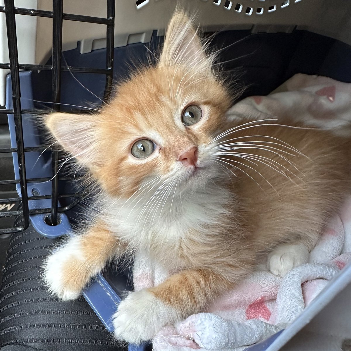 austinpetsalive's tweet photo. This kitten has no chill, in the best way. He's super lively and energetic. He's always ready to play, even when he's resting. What makes Ze Finest Boi so fine? It's his charisma! Or some may say, his craziness. 

Contact us to find out! adopt@austinpetsalive.org https://t.co/hI8ZuTHunU
