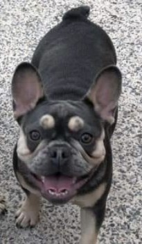 🆘17 JUNE 2023 #Lost CALI 
Dark Grey/Blue French Bulldog Female
Haliwell Lane #CheethamHill #Manchester 
#GreaterManchester #M8 
doglost.co.uk/dog-blog.php?d…