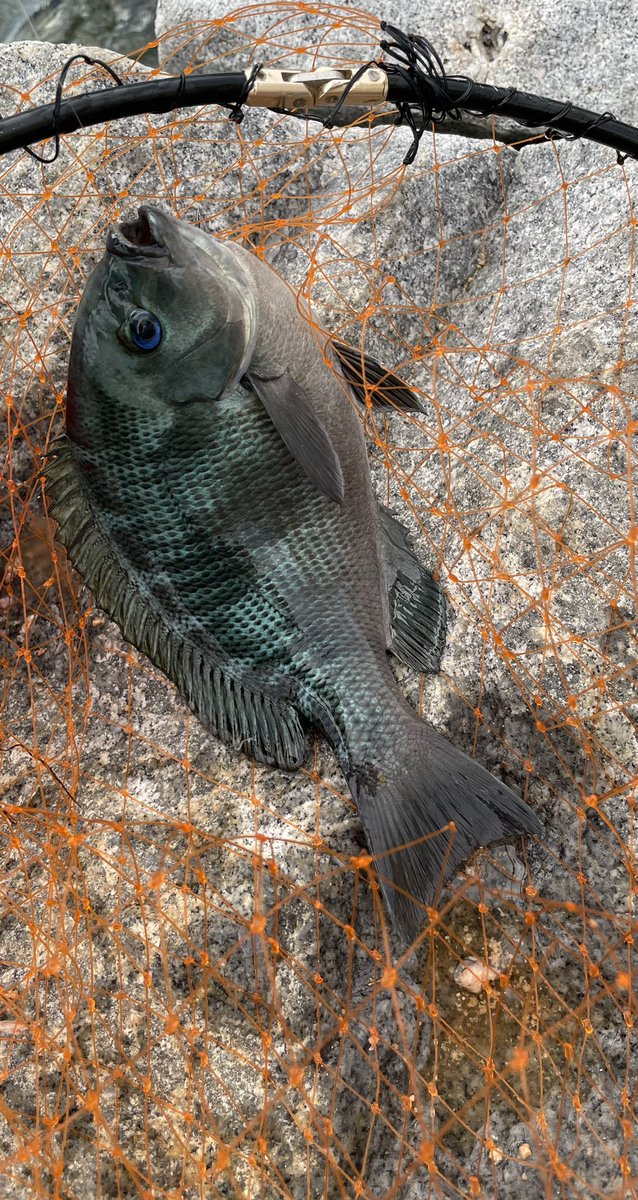 same0928's tweet image. 夜にシーバスを狙うもボウズ😇
LANDYさんありがとうございました👍
昼からフカセ
サヨリvsグレvsバリでエサの取り合い
サヨリ掛けて引いてたらシーバス乱入で仕掛け破壊
後はグレグレバリバリバリグレグレグレバリ終了
まあ楽しめたのでOKですね😁