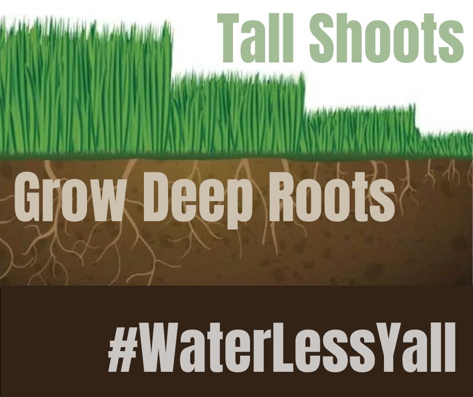 UTRWD's tweet photo. #Didyouknow that your lawnโs roots grow deeper if your grass is longer? Set your mower on the highest setting to keep your lawn longer. Longer grass soaks up water, takes in nutrients and withstands hot spells better. Learn more in our recent webinar: https://t.co/pqtGMFfXDz. https://t.co/9jBrUQOQR4