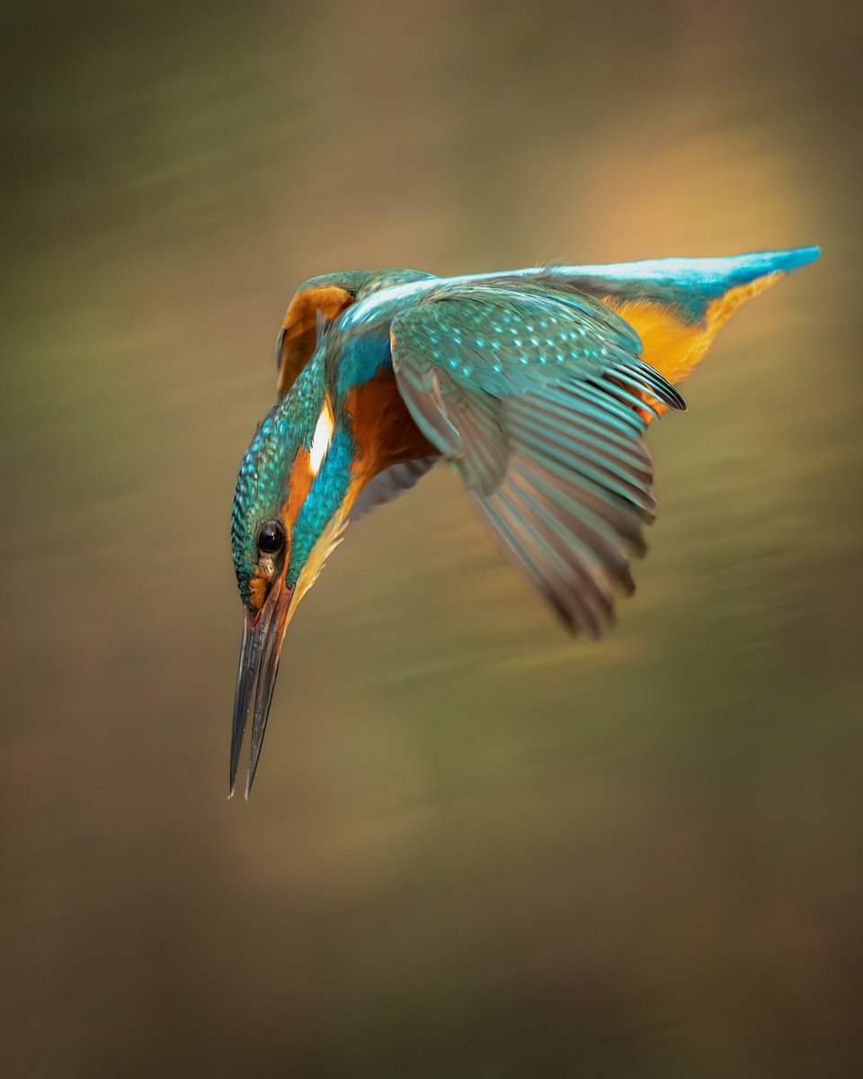 >Target acquired 🎯 >Eyes on the prize 🐟 #wildlifephotography #photography #WildlifeWednesday #kingfisher #BirdsSeenIn2023 #BirdsOfTwitter