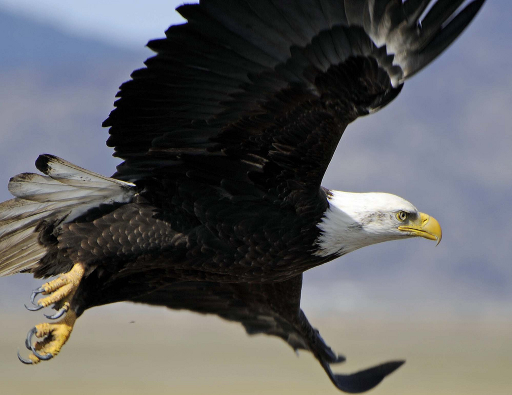 USNatArchives's tweet image. #OTD in 2007, a triumphant moment for American wildlife as the #BaldEagle, our national symbol, soared off the Endangered Species list. This event was a testament to conservation efforts and the resilient spirit of these birds. 🦅

catalog.archives.gov/id/166701512