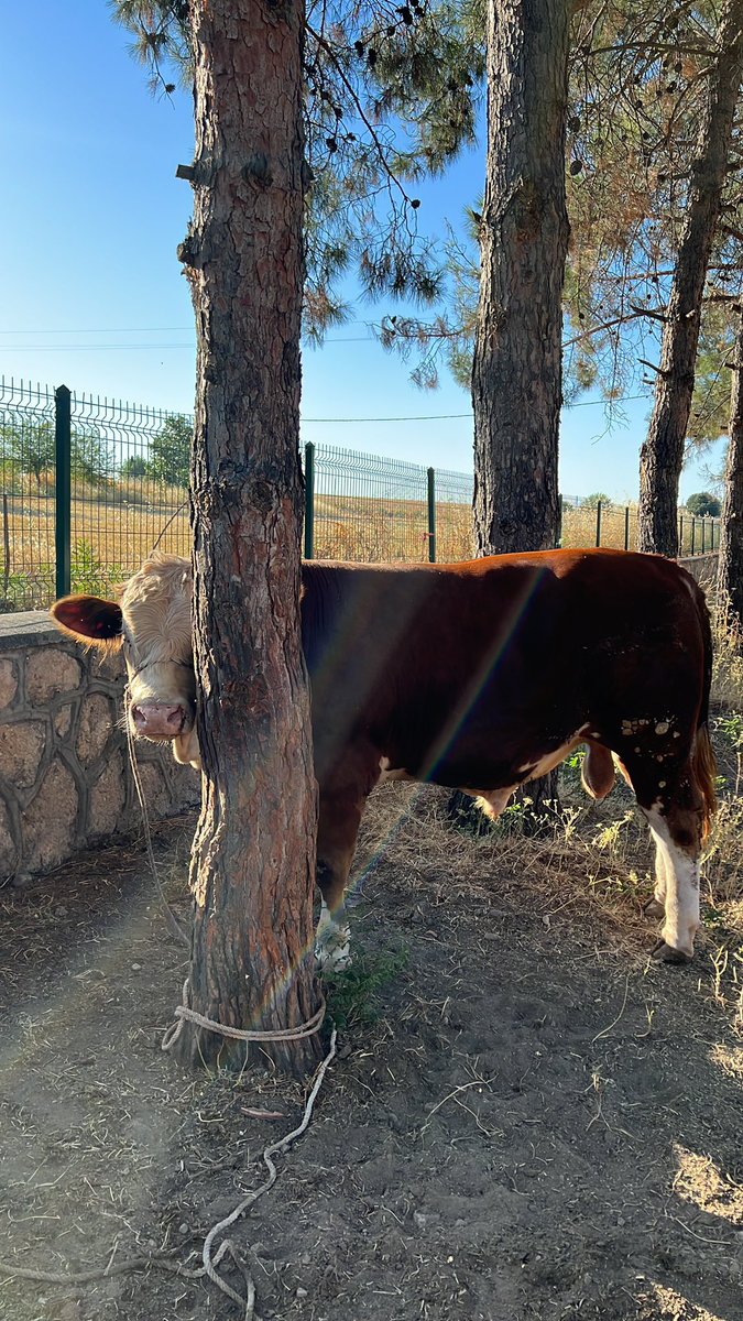Saklambaç oynuyoruz kaybeden kavurma olucak