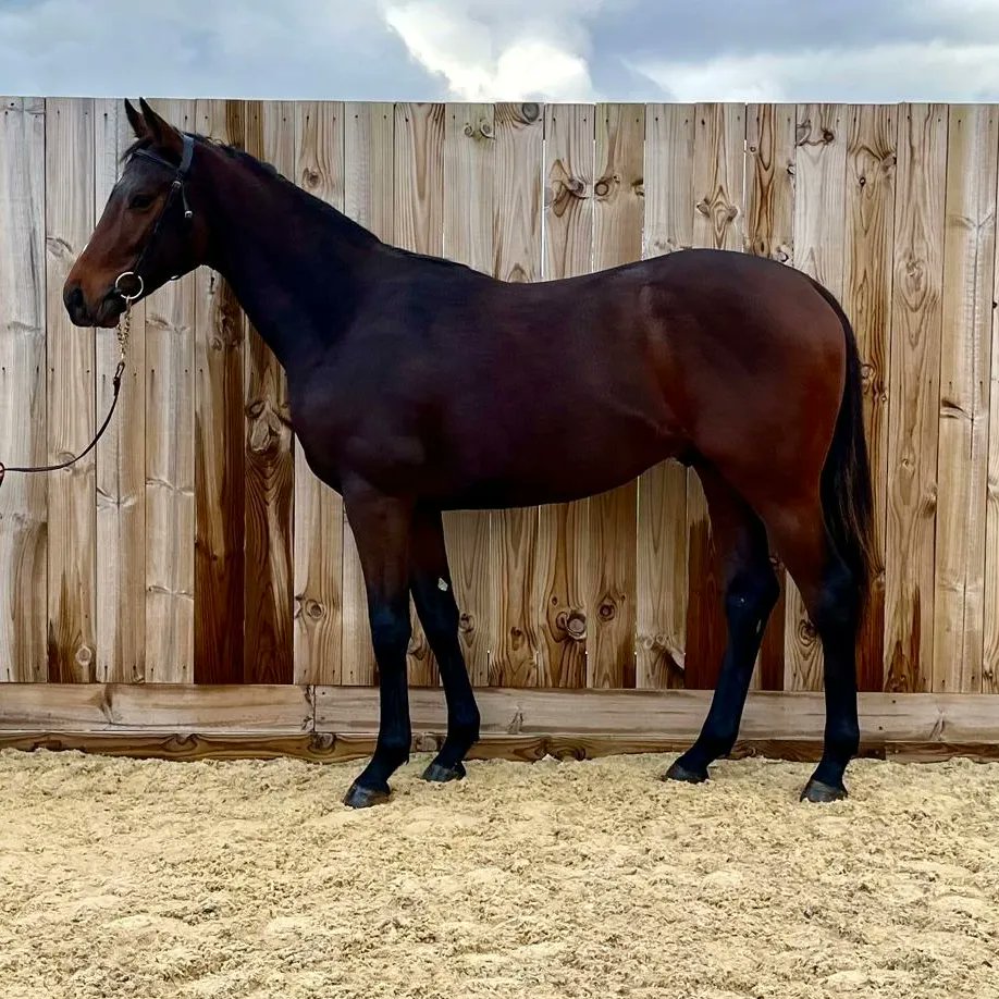 A lovely run from Dancing Gemini today, finishing a good second on debut for Roger Teal 🥈🥈🏇🏼🏇🏼 

<a href="/RogerTealRacing/">Roger Teal 🛡</a>
<a href="/salisburyraces/">Salisbury Racecourse</a>
#Breaking 
#Pretraining
#Brightfuture
