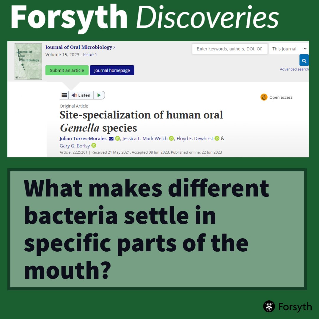 The ADA Forsyth Institute (@forsythresearch) on Twitter photo Why do bacteria live in specific parts of the mouth? Forsyth scientists have been working to answer this question. <a href="/julian_tom/">Julian Torres Morales</a> and the @JMarkWelch / Gary Borisy labs recently published a paper that adds to our understanding. Read the full article here ow.ly/z4U350OZKia Why do bacteria live in specific parts of the mouth? Forsyth scientists have been working to answer this question. <a href="/julian_tom/">Julian Torres Morales</a> and the @JMarkWelch / Gary Borisy labs recently published a paper that adds to our understanding. Read the full article here ow.ly/z4U350OZKia
