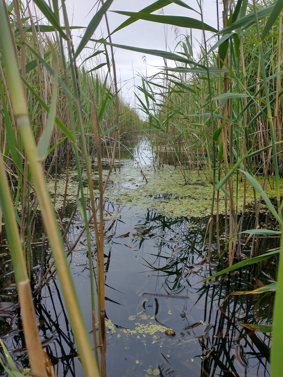 It's nice to remember that ditches aren't just ditches! A whole wetland world hidden away from view full of dragonflies, birds and aquatic plants.  I got this view whilst clambering down to adjust a sluice. #wetland #ditch