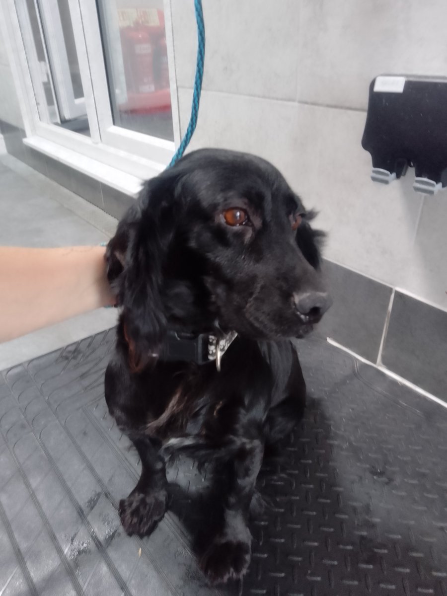 Please retweet to HELP FIND THE OWNER OF THIS STRAY DOG FOUND #CAMBERLEY #SURREY #LONDON #UK 

Found 27 June, female #Spaniel, adult chipped but not registered/up to date. 
She is now in the council pound but could be missing from another region
DETAILS 👇
lostdogsuk.co.uk/lost-dogs/