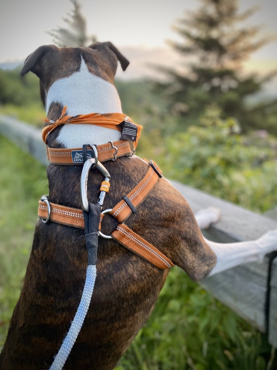 Jennifer Allen tweet media