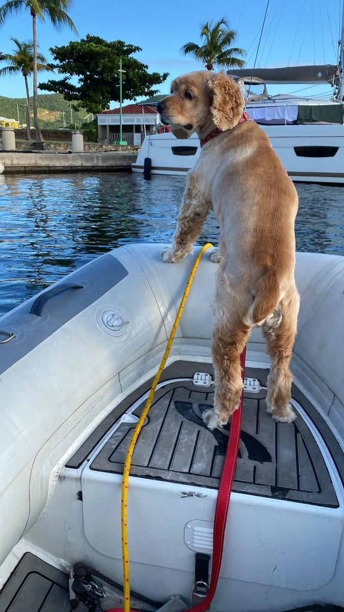 Adventure spaniel! #sxm #boatlife #doglife