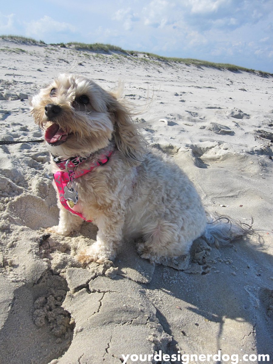 A Day at the #Beach is.gd/TnBUhA #blog #car #cute #designerdogs #dogbeach #dogowners #dogs #love #ocean