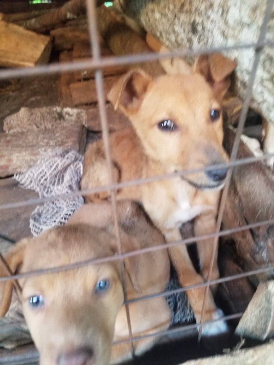 Animalwelfareo's tweet photo. https://t.co/41T8Xtfv2N