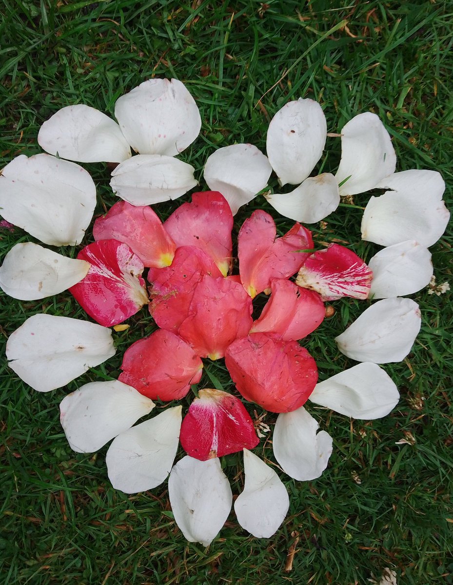 As part of the @WildlifeTrusts #30DaysWild I made a slightly tatty but 'heartfelt' #Iheartnature shape from fallen rose petals on the lawn as I was dead-heading the rose bushes today! 😊