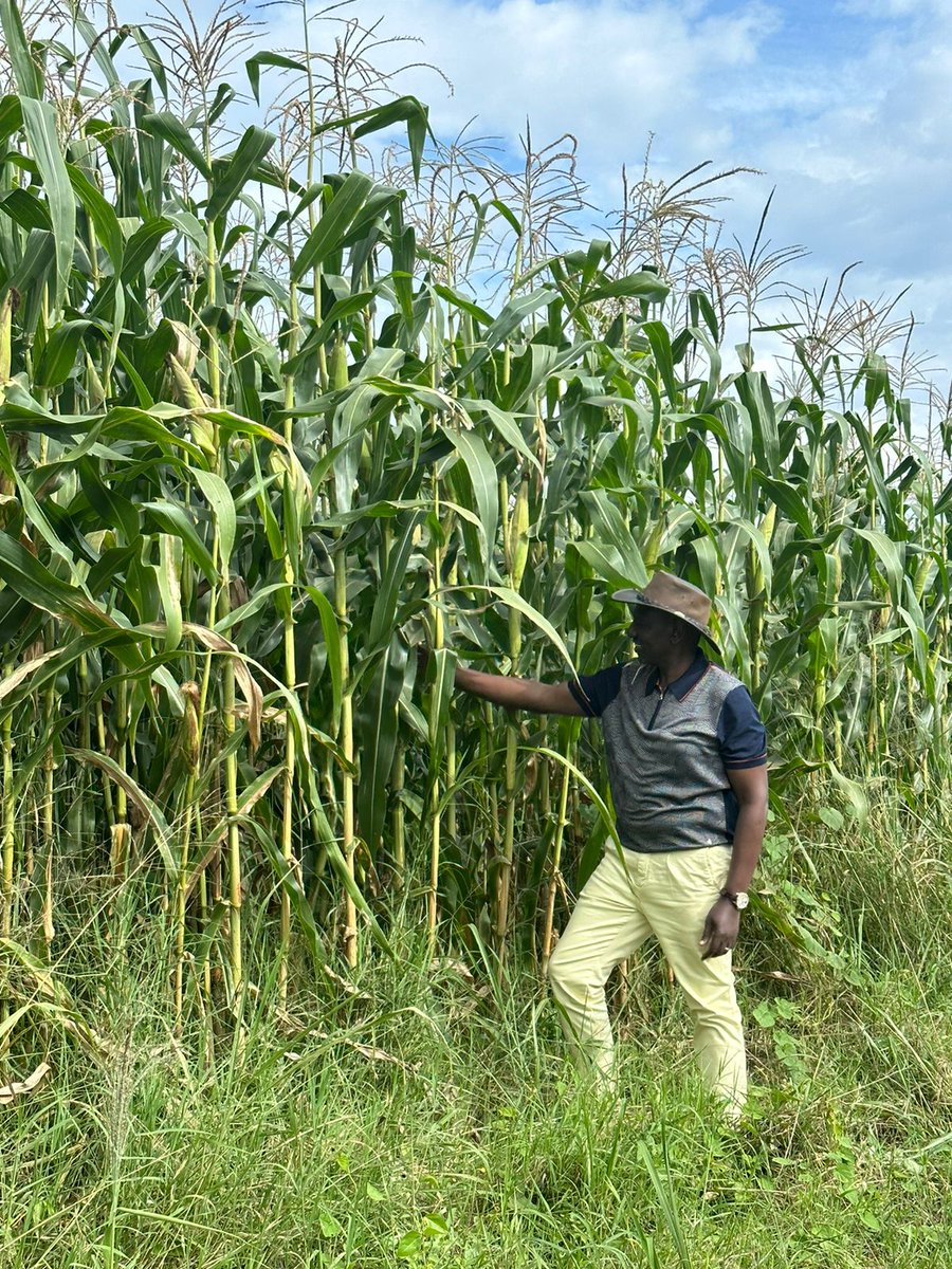 Cleo Malalah tweet media