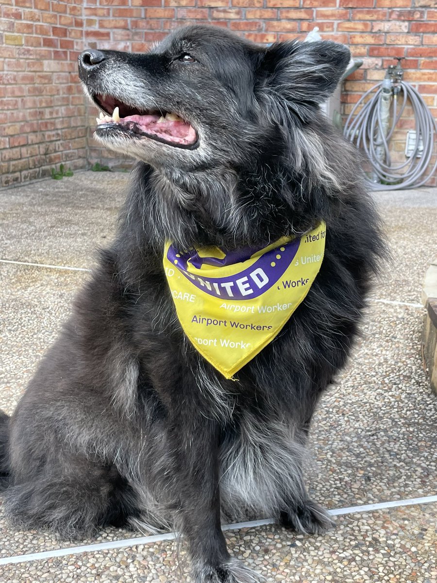 Casio says #GoodAirports and #UnionsForAll 🐾✊✈️