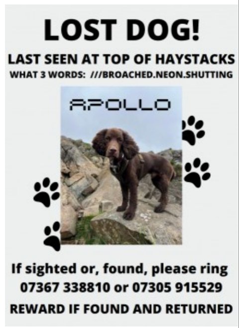 APOLLO #SpanielHour

Male #Sprocker Neutered Young Adult Brown White stripe down stomach Tagged Microchipped

#Missing 03 Aug 2022 #Haystacks #LakeDistrict CA13
Went missing on the top of Haystacks.

doglost.co.uk/dog-blog.php?d…