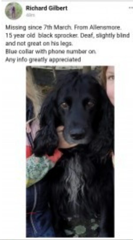 MERLIN #SpanielHour

Male #Sprocker Elderly Black Tagged Microchipped

#Missing 07 Mar 2023 #Allensmore #Hereford HR2
Deaf and partially sighted 15 years old

doglost.co.uk/dog-blog.php?d…