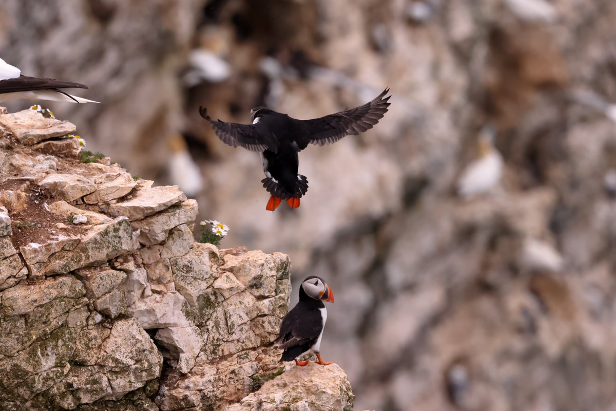 Some Puffin images from yesterday from Bartlett Nab at RSPB Bempton Cliffs.