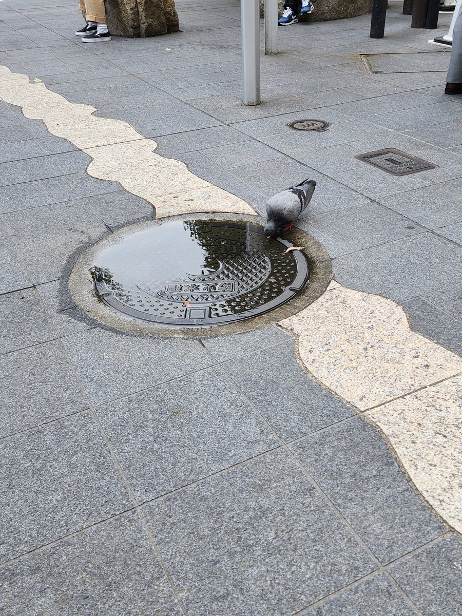 ditective_aat's tweet photo. 鳩も暑いのでしょうか。マンホールの上に溜まった水をゴブゴブ飲んでます笑
ブログ更新https://t.co/q64xnQ0efT
今回は探偵社の選び方についてのお話です。
#豊島区
#��袋
#中池袋公園 https://t.co/iXR4wsbhuu