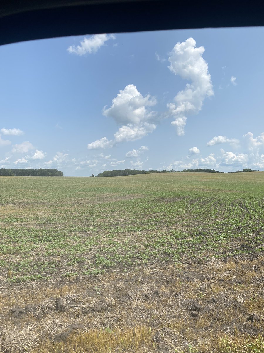 Dekalb and Invigor seeded one day apart. We’ll see which yields better.