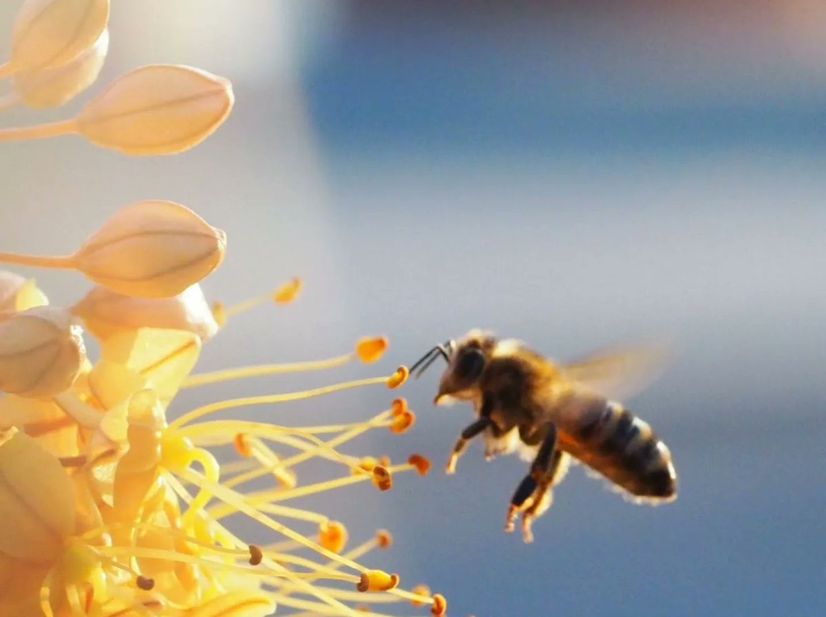 #Bienen gehören zu den faszinierendsten #Insekten auf diesem Planeten. 🤓 #ingolstadt #piuspark  #steppenkerze #makrofotografie #olympusm10  #zuikomacro60mm