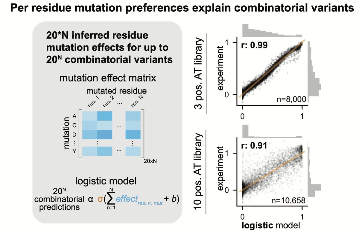 We found that residue mutation preferences are sufficient to explain combinatorial variant effects well across 6 proteins when learning from protein variant data.
This is extending work from @JakubOtwinowski, @poelwijk, @k_sarkisyan, @jplotkin, @fkondras, etc.
2/7