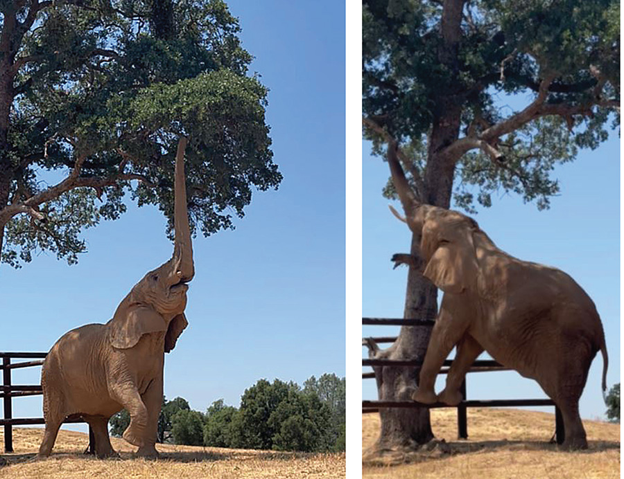 'The Powerful, Multi-Use #Elephant Trunk!'
PAWS' June newsletter is ready to read: conta.cc/3JAsInG
#ElephantSanctuary #elephants #GFASSanctuary