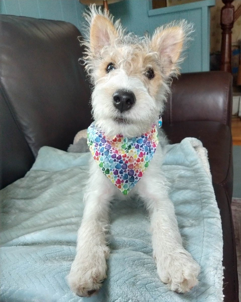 WhereTrueLoveIs's tweet photo. Happy #Pride from Penelope Pumpernickel. Our puppy.
#pridepets #LGBTQIA #dogsofpride #dogslife
#dogsoftwitter #pridepups #Pride2023 https://t.co/xEPQFie0Jq