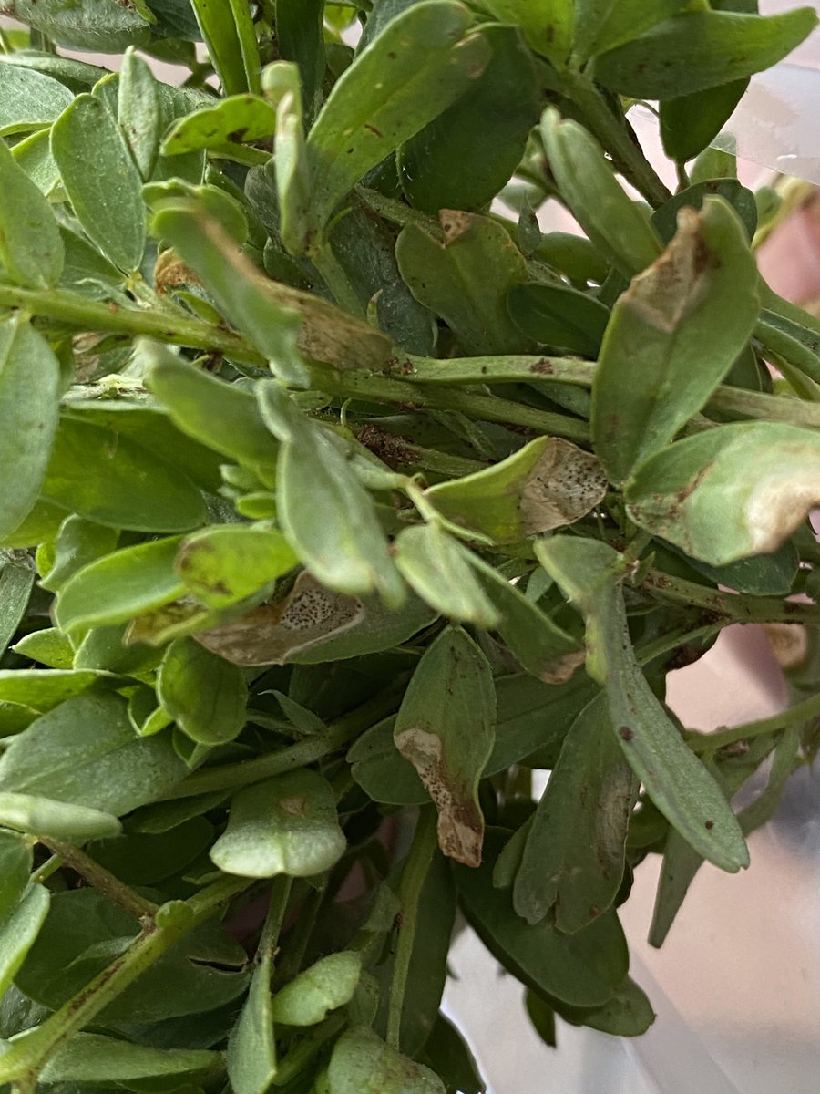 Joshua Fanning tweet media