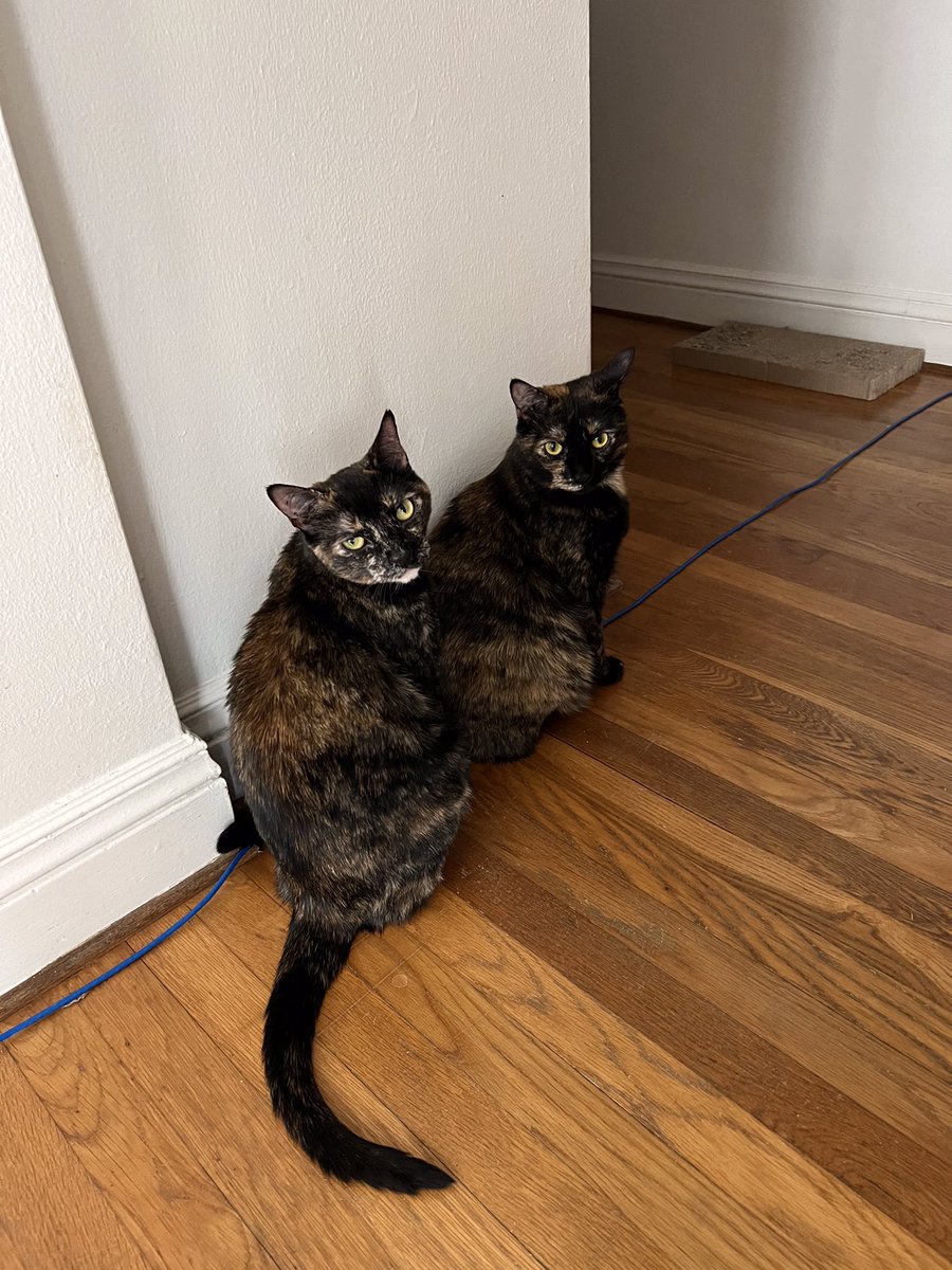 Two boops for your viewing pleasure.