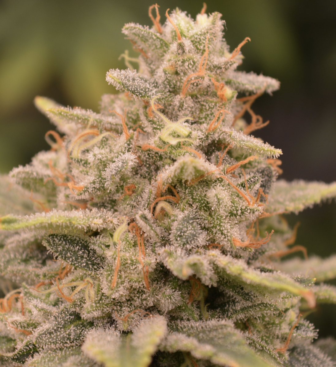 terpytrichomes's tweet photo. Serving you trichomes galore, it’s pheno #4 https://t.co/92naTkxTJG