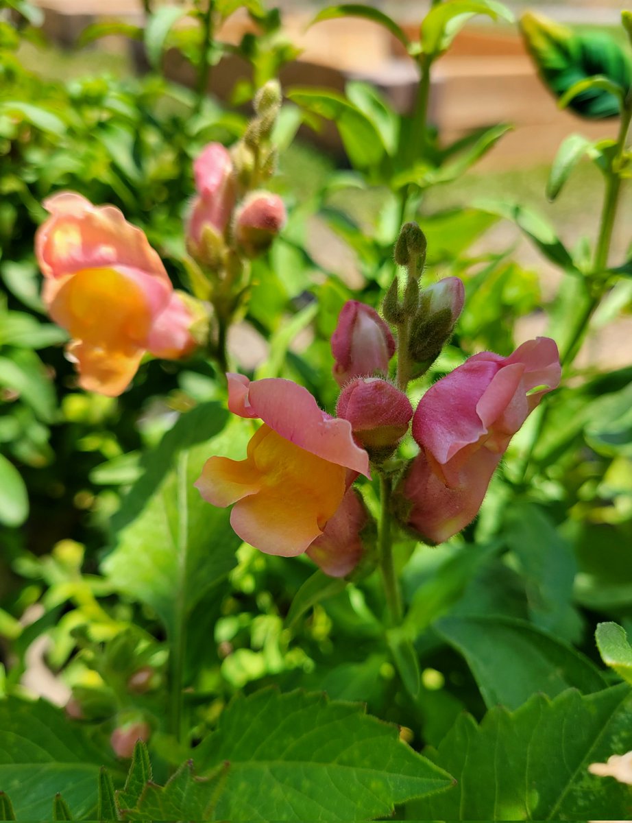 Snapdragons with the comeback 🩷 #flowers #gardening #flowerhunting