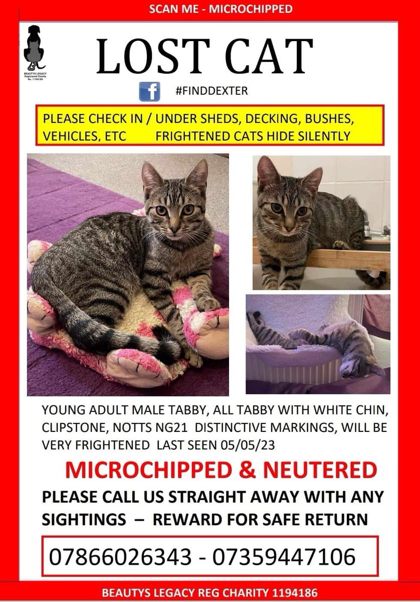 ‼️URGENT, PLEASE JOIN INVITE AND SHARE‼️
facebook.com/groups/2215991…
Young adult tabby cat, microchipped with alert, and neutered. 
White chin. Long-tail. Distinctive patterns to his coat. 
REWARD FOR SAFE RETURN
#finddexter
#Clipstone area #NG21 5/5/23 
@ClipstoneFC @ClipstoneClub
