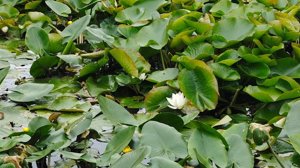 Bit late to post, Just had an incredible experience speaking at the <a href="/2D_TMDs_2023/">2D TMDs 2023</a> conference from <a href="/UoMPhysics/">UoM Physics & Astronomy</a> <a href="/UoMGraphene/">The University of Manchester Graphene</a>  Such a privilege to connect with brilliant academics in the community. Huge thanks to <a href="/ChhowallaL/">Chhowalla Lab</a> for their invite and excellent organizing !🙏