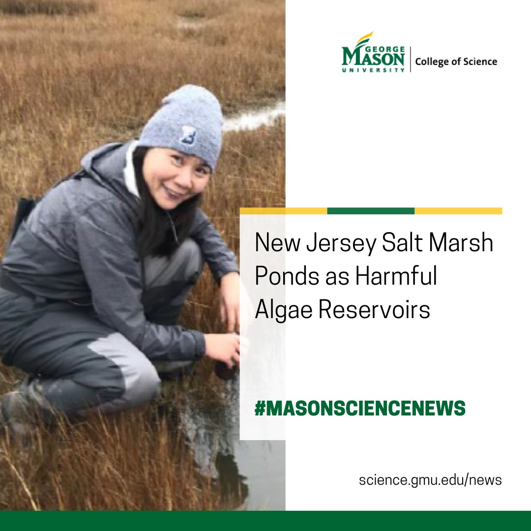 Ling Ren, <a href="/ESPMasonU/">ESP Dept GMU</a>, is researching baseline documentation for salt marsh ponds (SMPs) as potential reservoirs of harmful algal blooms (HABs) in New Jersey coastal ecosystems under current climate change and sea level rise conditions. <a href="/NJSeaGrant/">NJSeaGrantConsortium</a> 

🔗: science.gmu.edu/news/new-jerse…