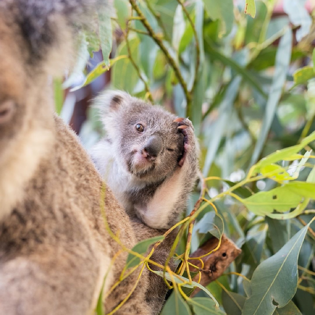 'Seriously, mum? Not ANOTHER koala pun' 🙄🐨 IG/rileyy.williams captured this sweet (and relatable) moment at Hamilton Island Wildlife Park on @Queensland's stunning @HamiltonIsland. #seeaustralia #comeandsaygday