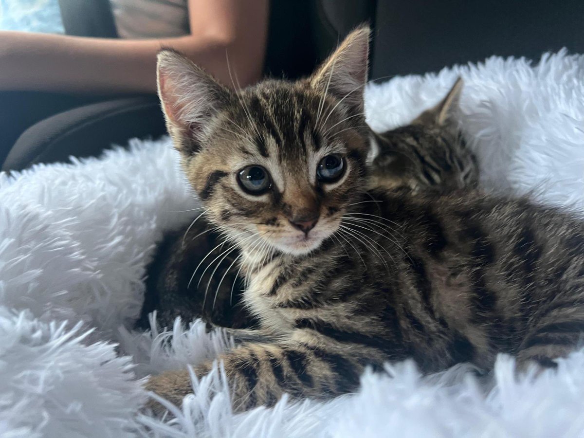 Matt Wall (@mattwall.bsky.social) tweet media