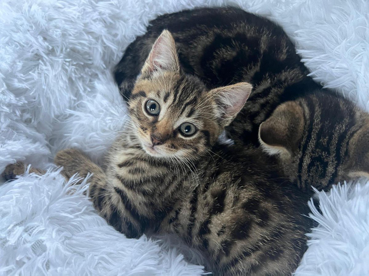 Matt Wall (@mattwall.bsky.social) tweet media