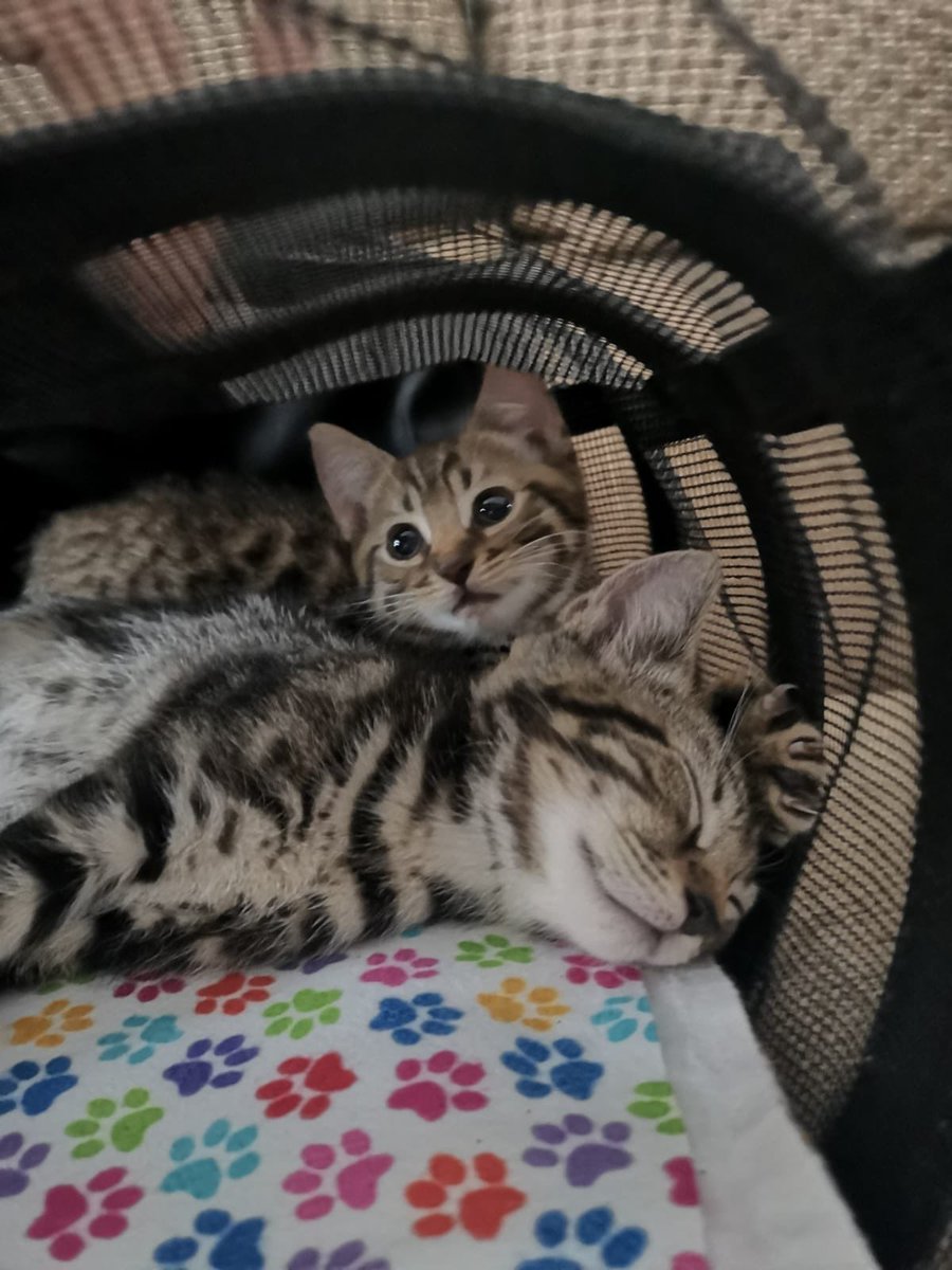 Matt Wall (@mattwall.bsky.social) tweet media