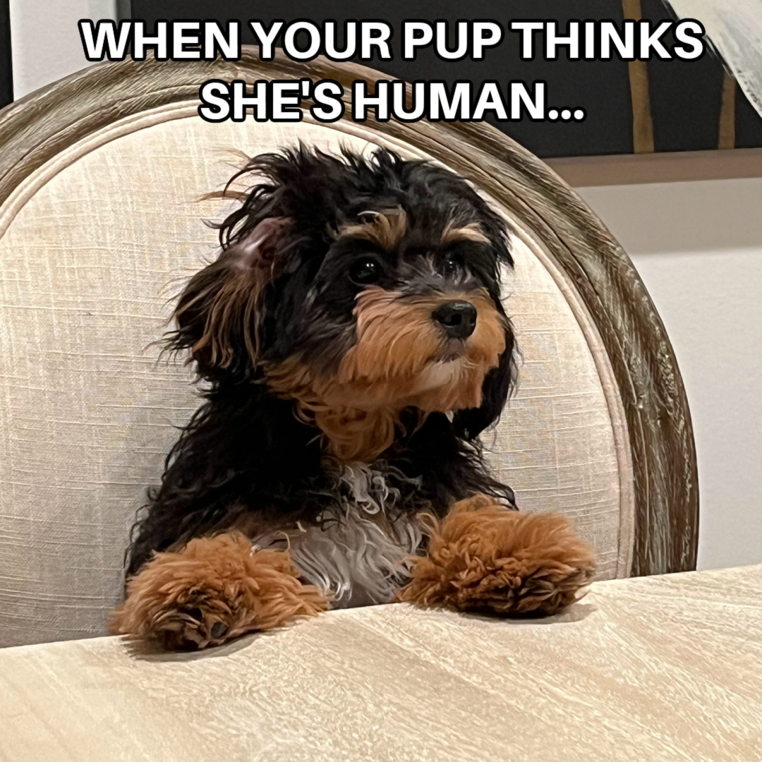 Did you know that research indicates pet owners have greater self-esteem, are in better shape, are less lonely, are more outgoing, and have a longer lifespan? Man’s best friend, indeed.

#HappyAF #BethRomero #reading #hppiness #wellness #selfhelp #pets #mansbestfriend #puppies