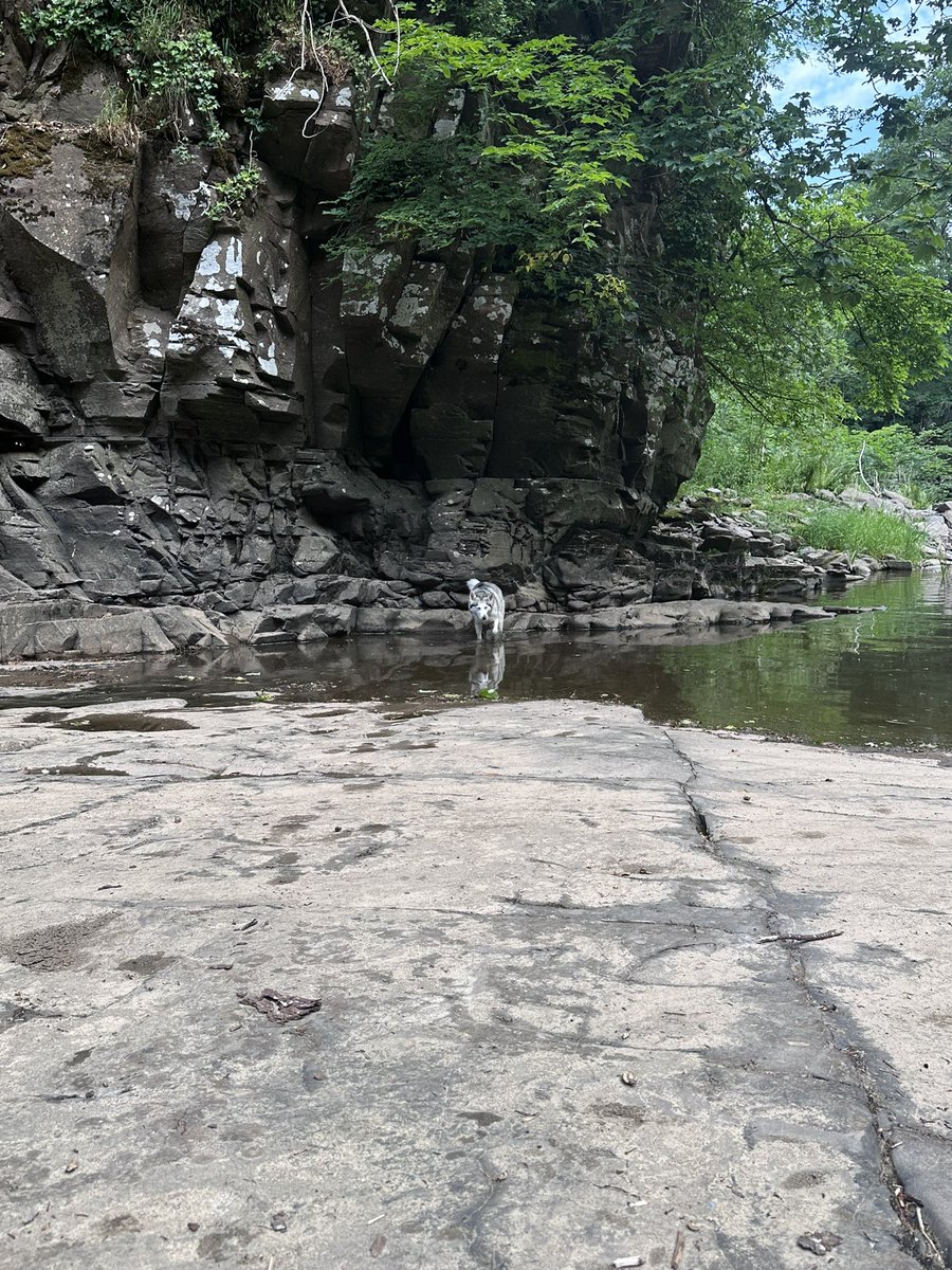 scotgeologist's tweet photo. Enjoyed my day out on Sunday with the husky down at the #fallsoftheclyde.  Came across some beautiful #oldredsandstones that were deposited during the #devonian period 😍🪨 https://t.co/o9KWREkrU6