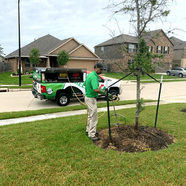 FillMershon's tweet image. green-erlawns.weebly.com/#/
The practice of using an injector directly into the soil around the trees, provides valuable nutrients to the roots.  #GreenerLawns #DeepRootControl #KatyTexas